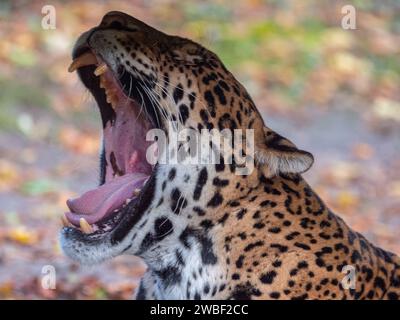 Un'immagine ravvicinata di un animale selvatico che si agita, con la bocca aperta e i denti tagliati Foto Stock