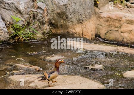 Un'anatra mandarina su una roccia in un piccolo torrente circondato da grandi massi presi in Corea del Sud Foto Stock