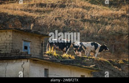 Tre mucche bianche e nere si trovano accanto al vecchio edificio abbandonato sul fianco della montagna, al sole serale Foto Stock