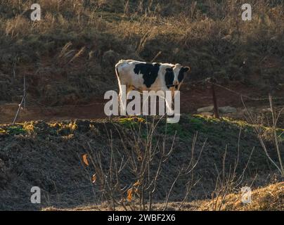 Mucca bianca e nera in piedi dietro il filo di recinzione sul lato della montagna al sole serale Foto Stock