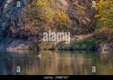 Un'anatra a becco nuota da sola nel tranquillo fiume accanto agli alberi colorati d'autunno sulla costa rocciosa Foto Stock