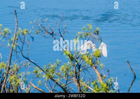 Grande egretta bianca che atterra su un ramo di legno a deriva sopra l'acqua blu Foto Stock