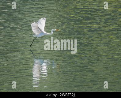 La grande egretta bianca vola con grazia sulla superficie del lago alla ricerca di pesci Foto Stock