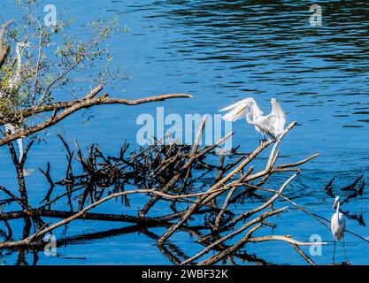 Great white egret landing on branch of drift wood over blue water Stock Photo