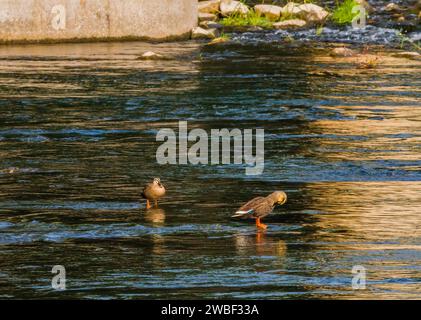 Due anatre a becco fisso in piedi sulle rocce in mezzo al fiume in una luminosa giornata di sole Foto Stock