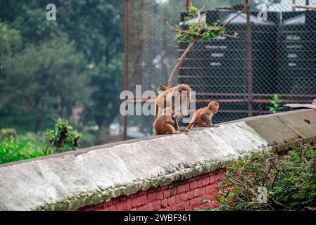 Le scimmie chiudono il Tempio di Pashupatinath vicino al fiume Bagmati che scorre attraverso la valle di Kathmandu in Nepal. Gli indù sono cremati sulle rive del fiume Foto Stock