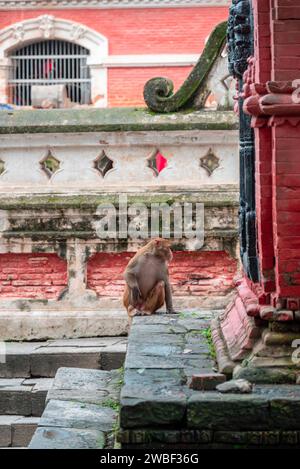 Le scimmie chiudono il Tempio di Pashupatinath vicino al fiume Bagmati che scorre attraverso la valle di Kathmandu in Nepal. Gli indù sono cremati sulle rive del fiume Foto Stock