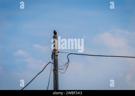 Grande corvo nero appollaiato su un palo telefonico in cemento con un cielo blu soffice sullo sfondo Foto Stock