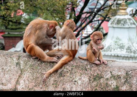 Le scimmie chiudono il Tempio di Pashupatinath vicino al fiume Bagmati che scorre attraverso la valle di Kathmandu in Nepal. Gli indù sono cremati sulle rive del fiume Foto Stock