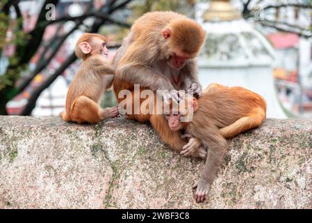 Le scimmie chiudono il Tempio di Pashupatinath vicino al fiume Bagmati che scorre attraverso la valle di Kathmandu in Nepal. Gli indù sono cremati sulle rive del fiume Foto Stock