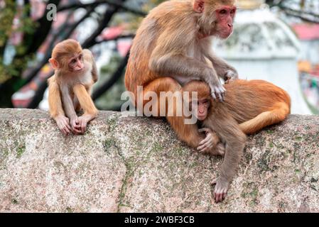 Le scimmie chiudono il Tempio di Pashupatinath vicino al fiume Bagmati che scorre attraverso la valle di Kathmandu in Nepal. Gli indù sono cremati sulle rive del fiume Foto Stock