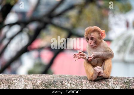 Le scimmie chiudono il Tempio di Pashupatinath vicino al fiume Bagmati che scorre attraverso la valle di Kathmandu in Nepal. Gli indù sono cremati sulle rive del fiume Foto Stock