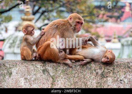 Le scimmie chiudono il Tempio di Pashupatinath vicino al fiume Bagmati che scorre attraverso la valle di Kathmandu in Nepal. Gli indù sono cremati sulle rive del fiume Foto Stock