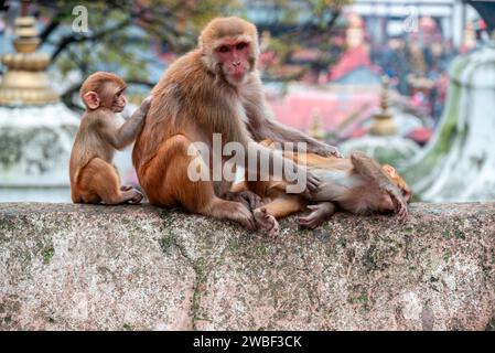 Le scimmie chiudono il Tempio di Pashupatinath vicino al fiume Bagmati che scorre attraverso la valle di Kathmandu in Nepal. Gli indù sono cremati sulle rive del fiume Foto Stock