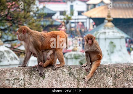 Le scimmie chiudono il Tempio di Pashupatinath vicino al fiume Bagmati che scorre attraverso la valle di Kathmandu in Nepal. Gli indù sono cremati sulle rive del fiume Foto Stock