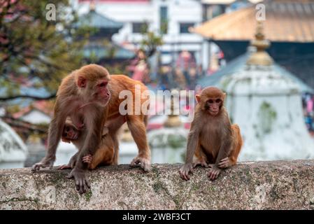 Le scimmie chiudono il Tempio di Pashupatinath vicino al fiume Bagmati che scorre attraverso la valle di Kathmandu in Nepal. Gli indù sono cremati sulle rive del fiume Foto Stock