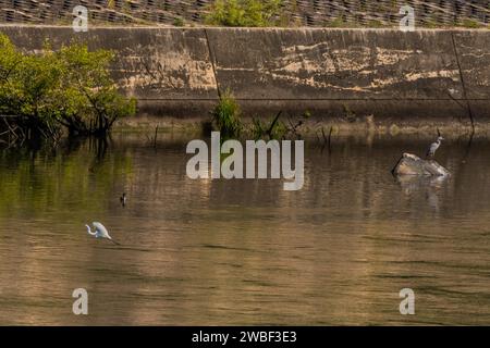 Egret che vola vicino alla superficie del fiume di fronte al cormorano e all'airone grigio arroccato su un masso di fronte a un muro di cemento Foto Stock