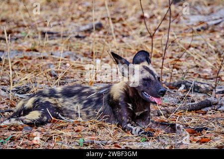Zimbabwe, Matabeleland Nord, provincia, parco nazionale di Hwange, cane dipinto (Lycaon pictus) Foto Stock