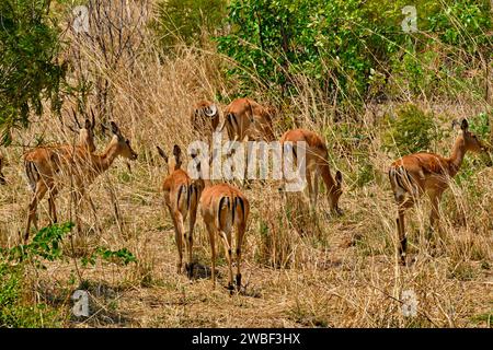 Zimbabwe, Matabeleland settentrionale, provincia, parco nazionale di Hwange, impala (Aepyceros melampus) Foto Stock
