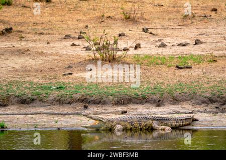 Zimbabwe, Matabeleland Nord, provincia, Parco nazionale Hwange, coccodrillo del Nilo (Crocodylus niloticus) Foto Stock