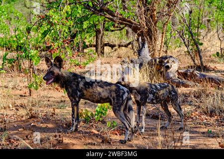 Zimbabwe, Matabeleland Nord, provincia, parco nazionale di Hwange, cane dipinto (Lycaon pictus) Foto Stock