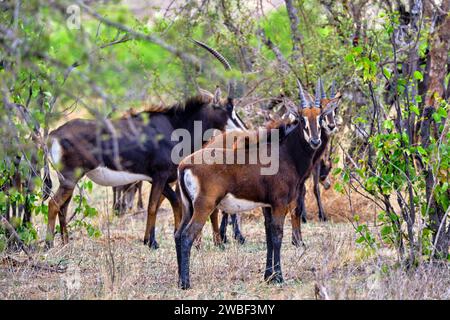 Zimbabwe, Matabeleland North, provincia, parco nazionale di Hwange, antilope di Roan Foto Stock