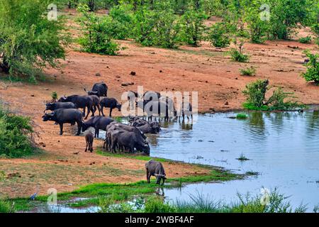 Zimbabwe, provincia settentrionale del Matabeleland, Cascate Vittoria, Parco nazionale dello Zambezi, Bufalo africano (Syncerus caffer) Foto Stock