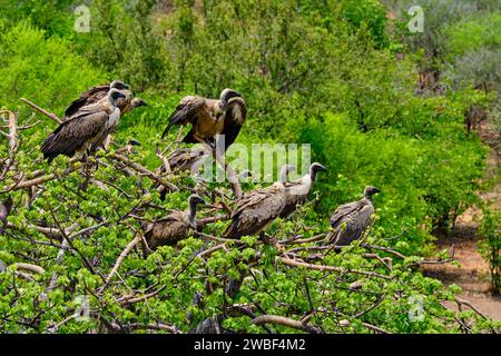 Zimbabwe, Matabeleland North province, Victoria Falls, Zambezi National Park, alimentazione degli avvoltoi Foto Stock