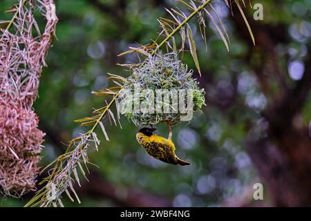 Zimbabwe, Matabeleland North province, Victoria Falls, Zambezi National Park, weaver Bird Foto Stock