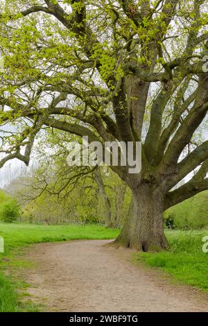 Un antico albero di quercia si erge lungo un sentiero di superficie sciolto nel parco rurale Foto Stock