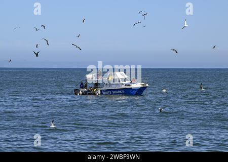 Immersioni in gabbia per turisti vicino a Gaansbai, Western Cape Province, Sud Africa Foto Stock