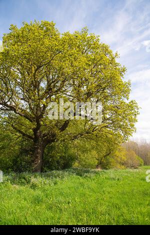 Antica quercia inglese rurale in primavera con erba non tagliata Foto Stock