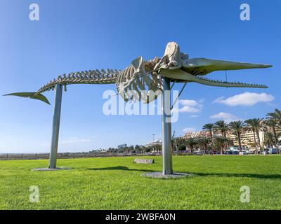 Scheletro di capodoglio lungo 15 metri (Physeter macrocephalus) esposto su palafitte sul prato pubblico di fronte alla spiaggia di Matorral a Morro Jable Foto Stock