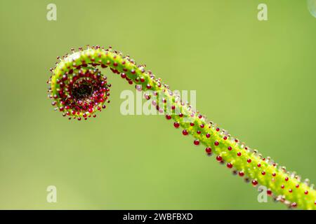 Primo piano di una fronda di felce verde che si svela, adornata da una vivace rugiada rossa su uno sfondo morbido Foto Stock