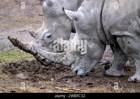 Rinoceronte bianco meridionale Ceratotherium simum simum Foto Stock