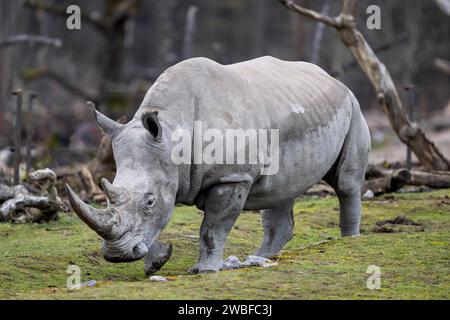 Southern white rhinoceros Ceratotherium simum simum Foto Stock