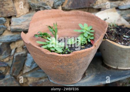 Pianta succulenta in una pentola rotta. Madrid, Spagna Foto Stock