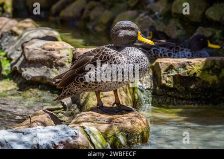 Anatra a becco giallo maschio Foto Stock