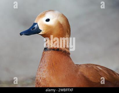 Ruddy Shelduck, Brahminy Duck, Rostgans, Tadorne casarca, Tadorna ferruginea, vörös ásólúd, Ungheria, Magyarország, Europa Foto Stock