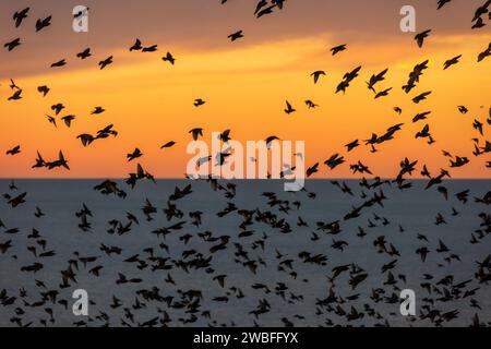 Brighton, 10 gennaio 2024: Starlings che murano intorno al molo del palazzo di Brighton al tramonto, poco prima di sdraiarsi sotto la struttura vittoriana sul lungomare. Foto Stock