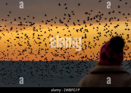 Brighton, 10 gennaio 2024: Starlings che murano intorno al molo del palazzo di Brighton al tramonto, poco prima di sdraiarsi sotto la struttura vittoriana sul lungomare. Foto Stock