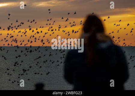 Brighton, 10 gennaio 2024: Starlings che murano intorno al molo del palazzo di Brighton al tramonto, poco prima di sdraiarsi sotto la struttura vittoriana sul lungomare. Foto Stock