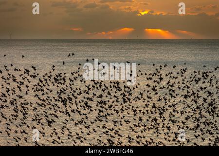 Brighton, 10 gennaio 2024: Starlings che murano intorno al molo del palazzo di Brighton al tramonto, poco prima di sdraiarsi sotto la struttura vittoriana sul lungomare. Foto Stock