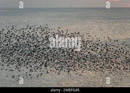 Brighton, 10 gennaio 2024: Starlings che murano intorno al molo del palazzo di Brighton al tramonto, poco prima di sdraiarsi sotto la struttura vittoriana sul lungomare. Foto Stock