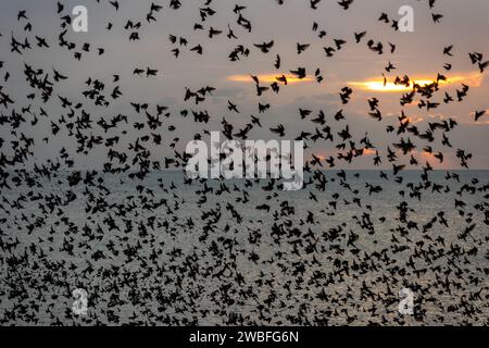 Brighton, 10 gennaio 2024: Starlings che murano intorno al molo del palazzo di Brighton al tramonto, poco prima di sdraiarsi sotto la struttura vittoriana sul lungomare. Foto Stock