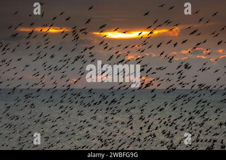 Brighton, 10 gennaio 2024: Starlings che murano intorno al molo del palazzo di Brighton al tramonto, poco prima di sdraiarsi sotto la struttura vittoriana sul lungomare. Foto Stock