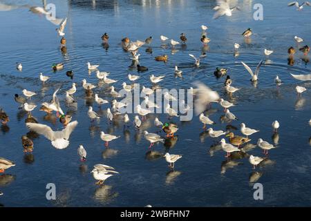 Möwen, Schwäne, Blässhühner, Stockenten, Winter, EIS, Havel, Eiswerder, Hakenfelde, Spandau, Berlino, Deutschland Foto Stock