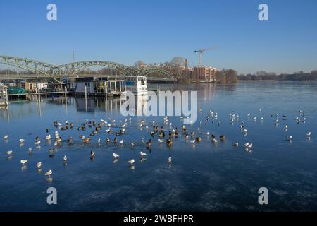 Möwen, Schwäne, Blässhühner, Stockenten, Winter, EIS, Havel, Eiswerder, Hakenfelde, Spandau, Berlino, Deutschland Foto Stock