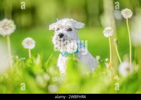 Cane Schnauzer in miniatura seduto in un campo di leoni bianchi, primavera Foto Stock