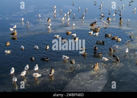 Möwen, Schwäne, Blässhühner, Stockenten, Winter, EIS, Havel, Eiswerder, Hakenfelde, Spandau, Berlin, Deutschland *** Gulls, cigni, Coots, mallards, inverno, ghiaccio, Havel, Eiswerder, Hakenfelde, Spandau, Berlino, Germania Foto Stock